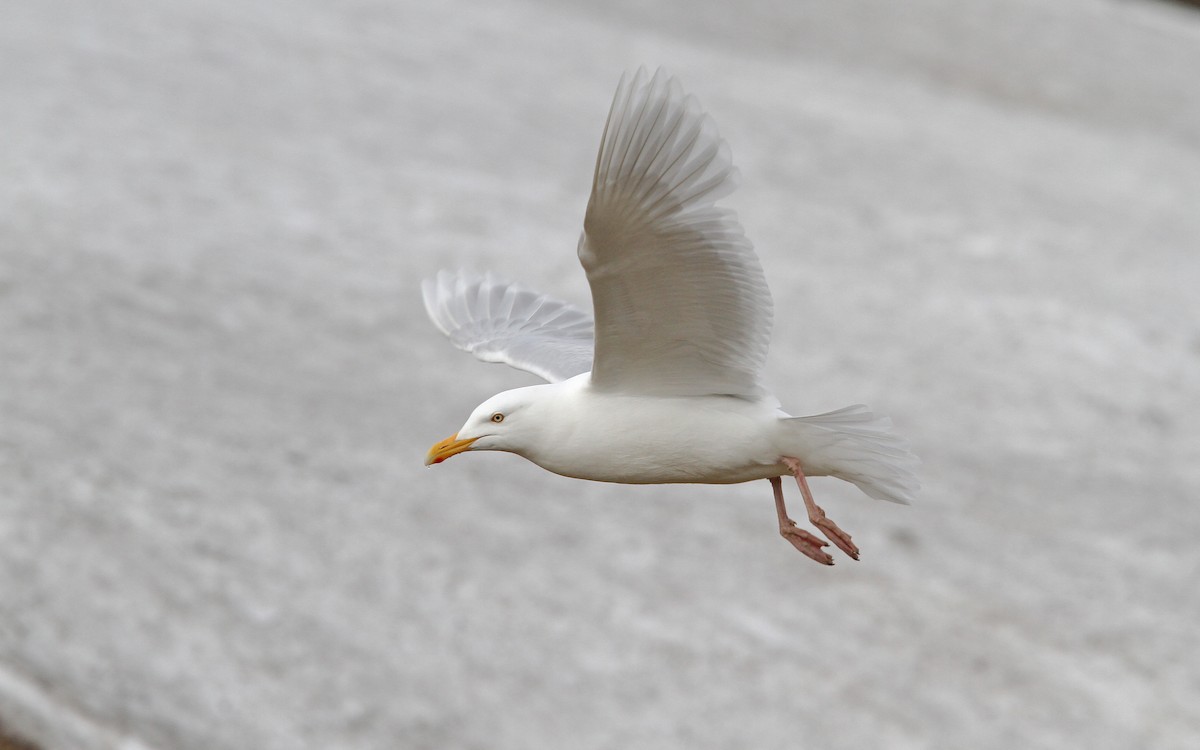 Glaucous Gull - ML63886101