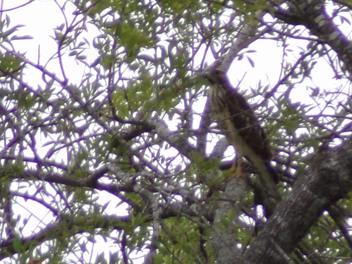 Red-shouldered Hawk - ML638861069