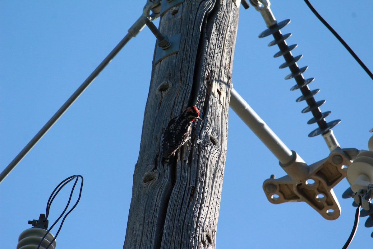 Pic à nuque rouge - ML638861086