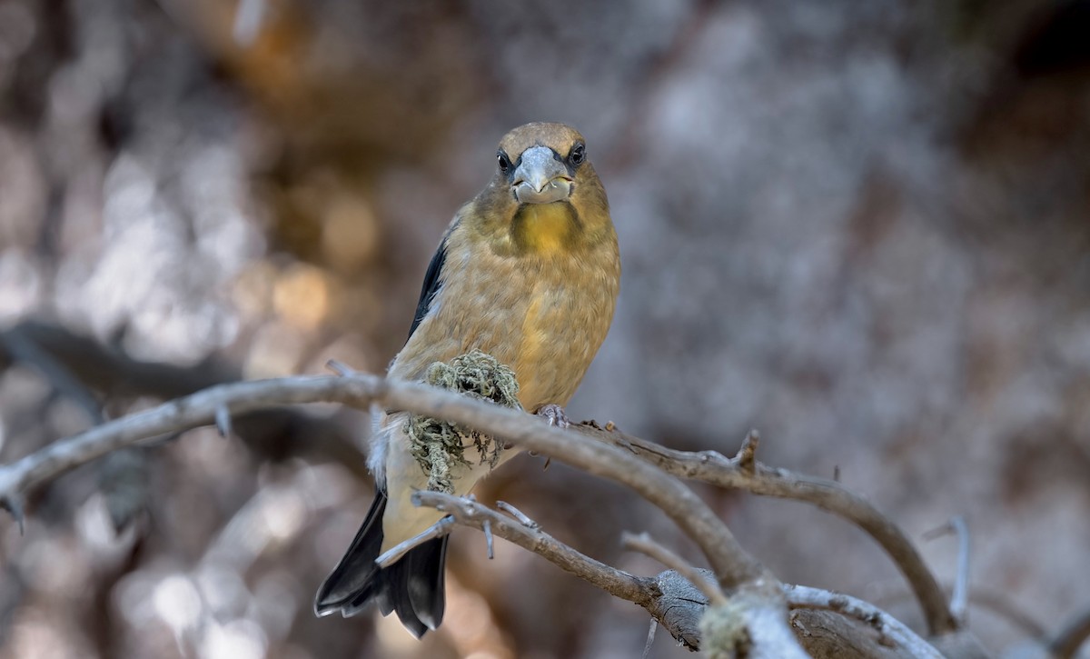 Evening Grosbeak - ML638861094