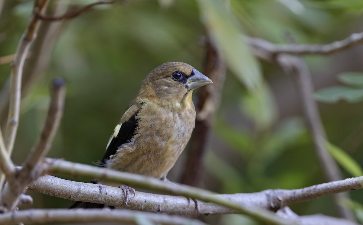 Evening Grosbeak - ML638861095