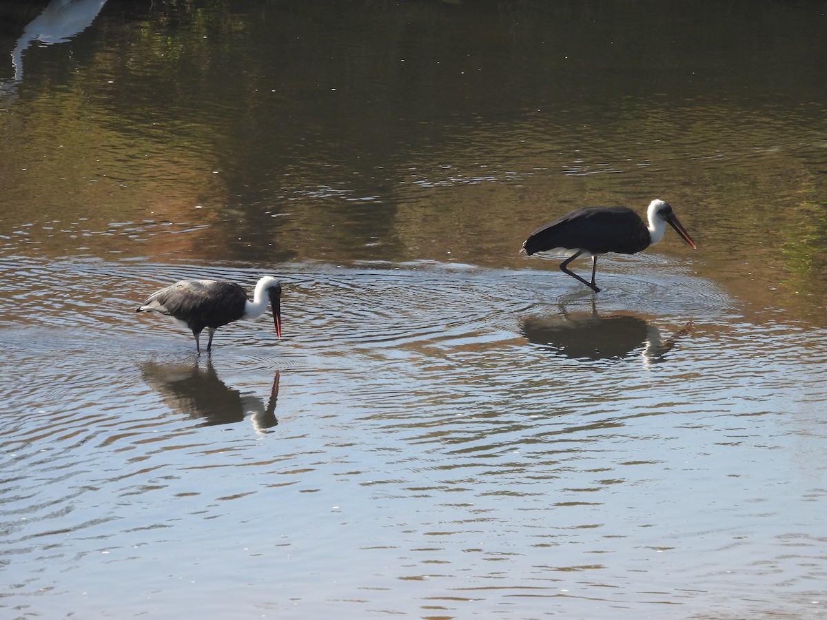 African Woolly-necked Stork - ML638861114