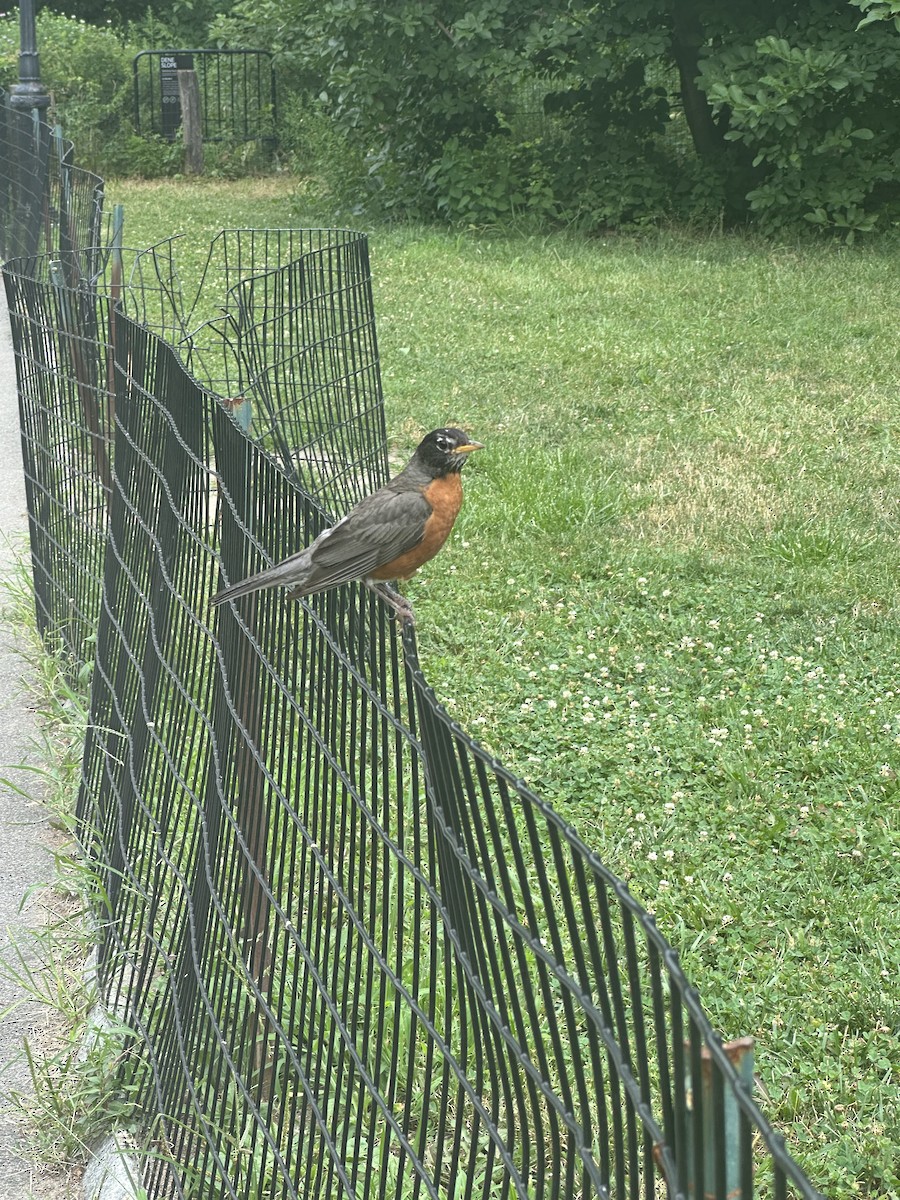 American Robin - ML638861120
