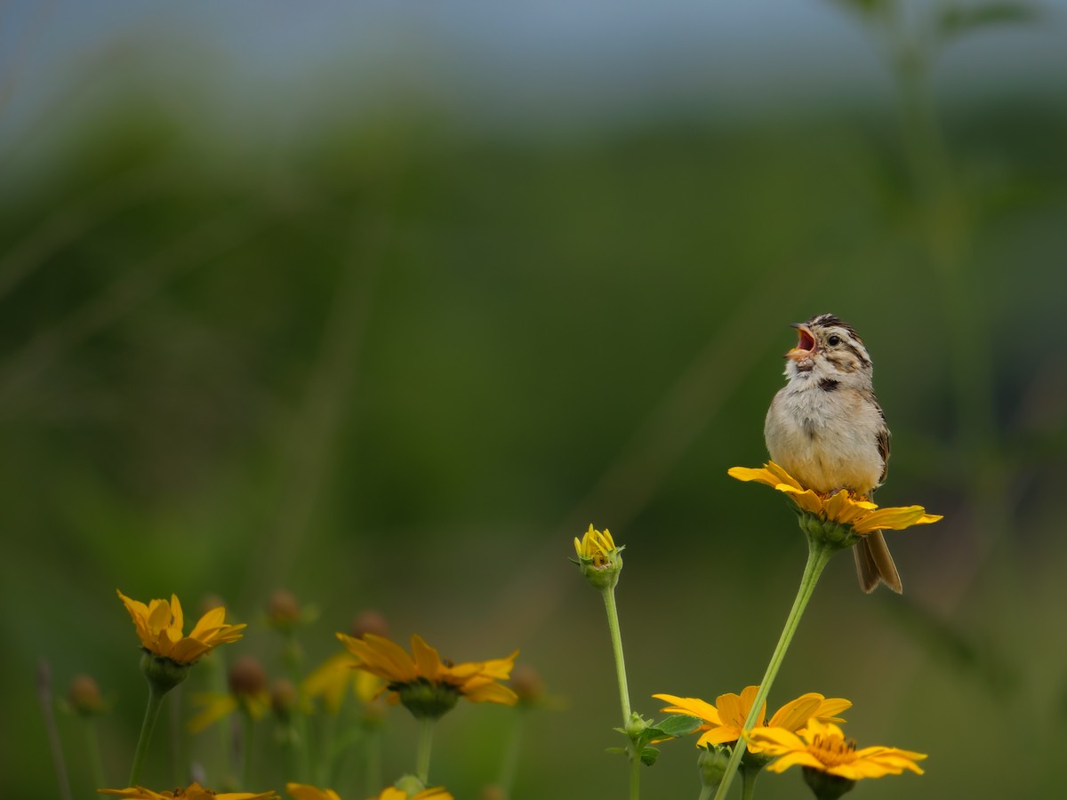 Clay-colored Sparrow - ML638861142