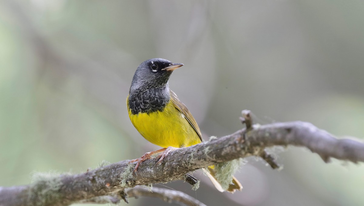 MacGillivray's Warbler - ML638861157
