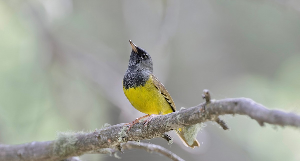 MacGillivray's Warbler - ML638861158