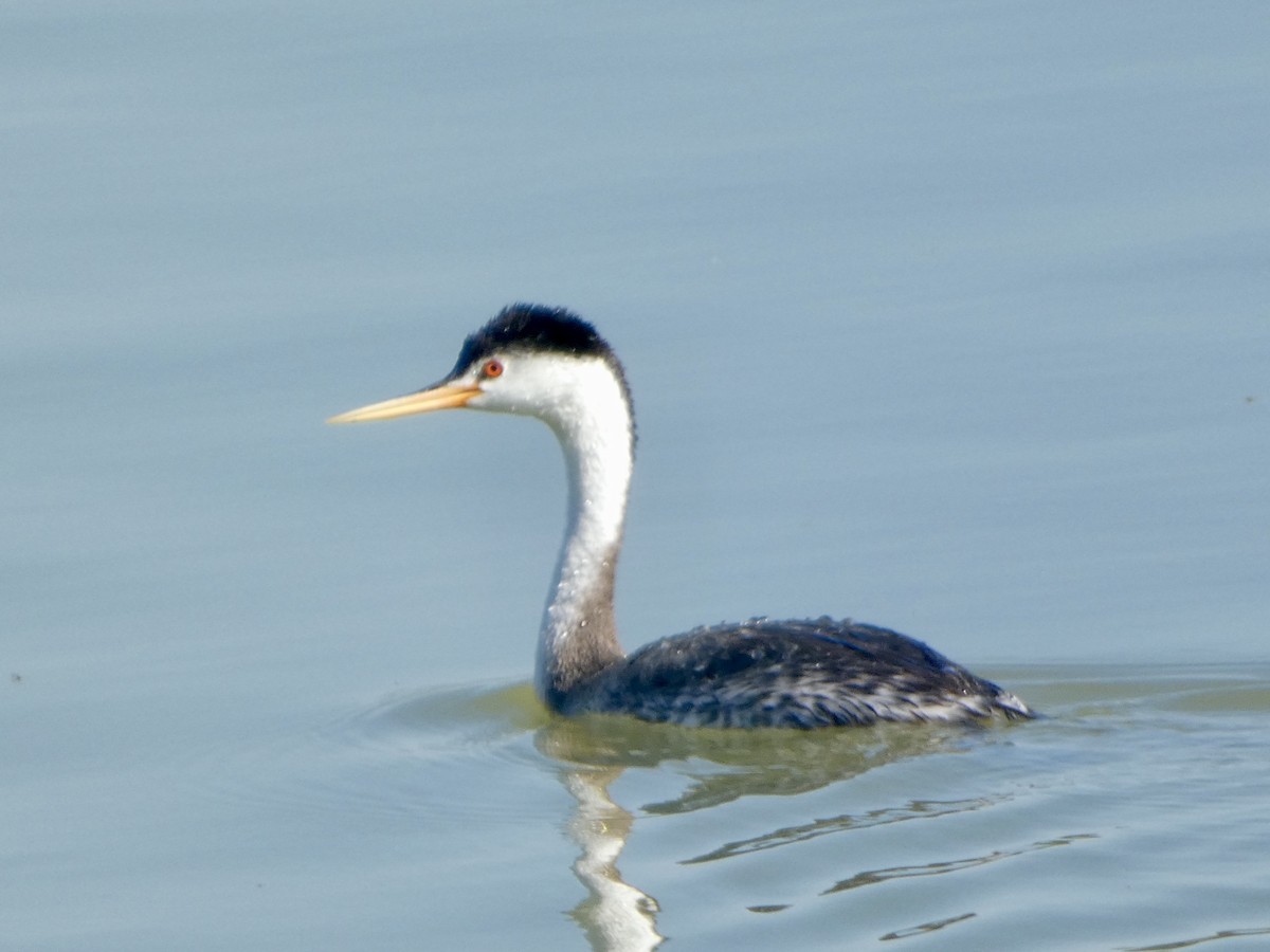 Clark's Grebe - ML638861201