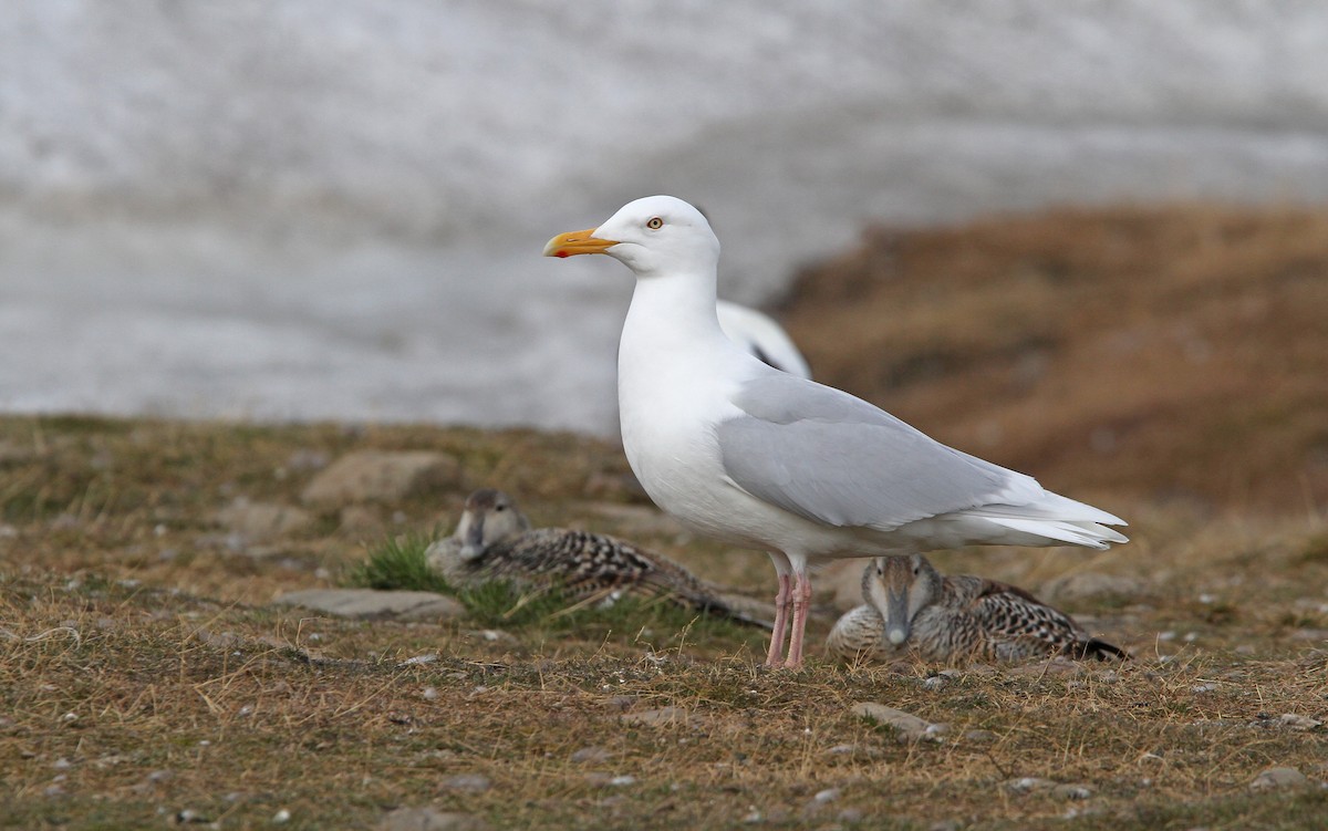 Glaucous Gull - ML63886121