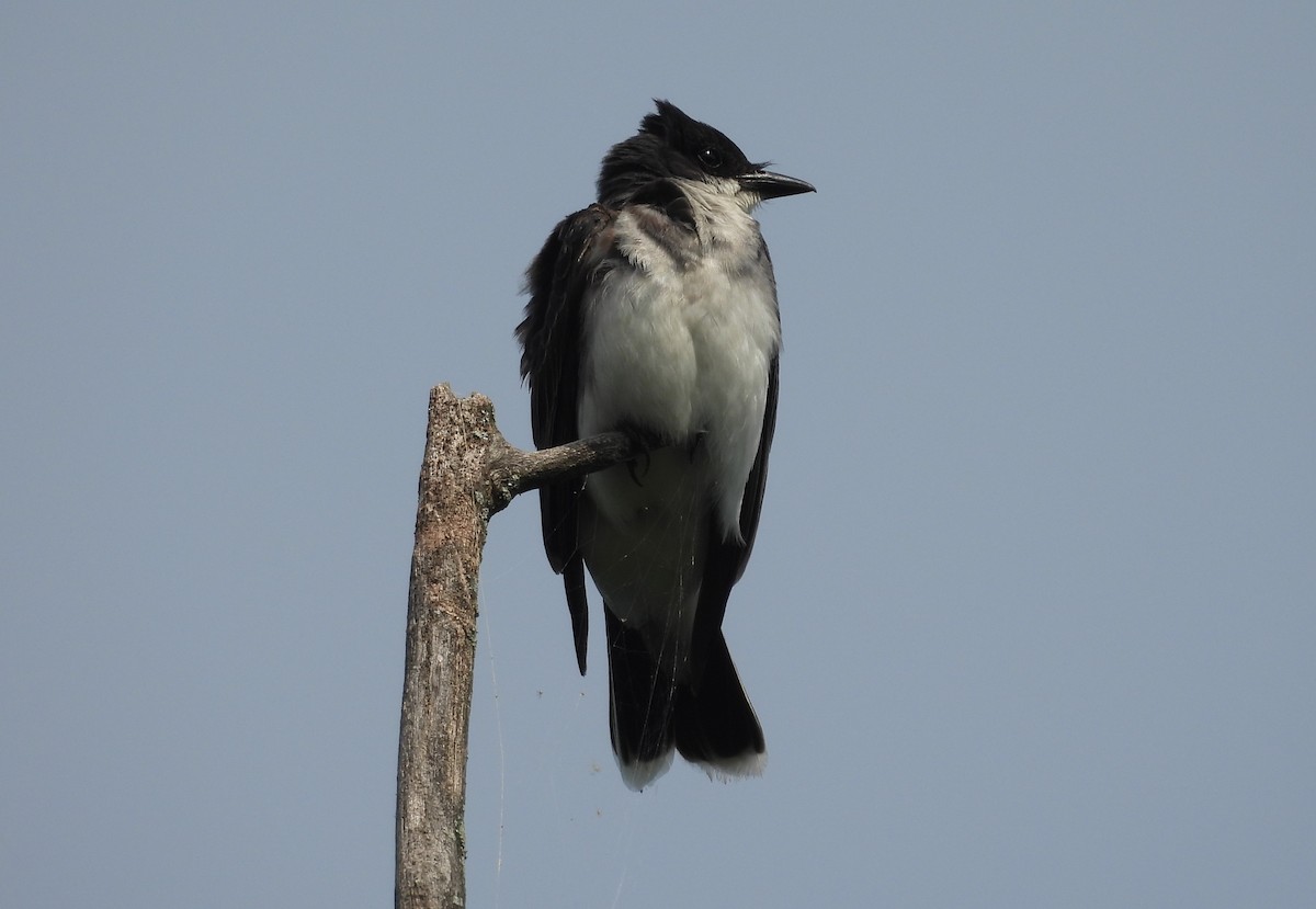 Eastern Kingbird - ML638861306