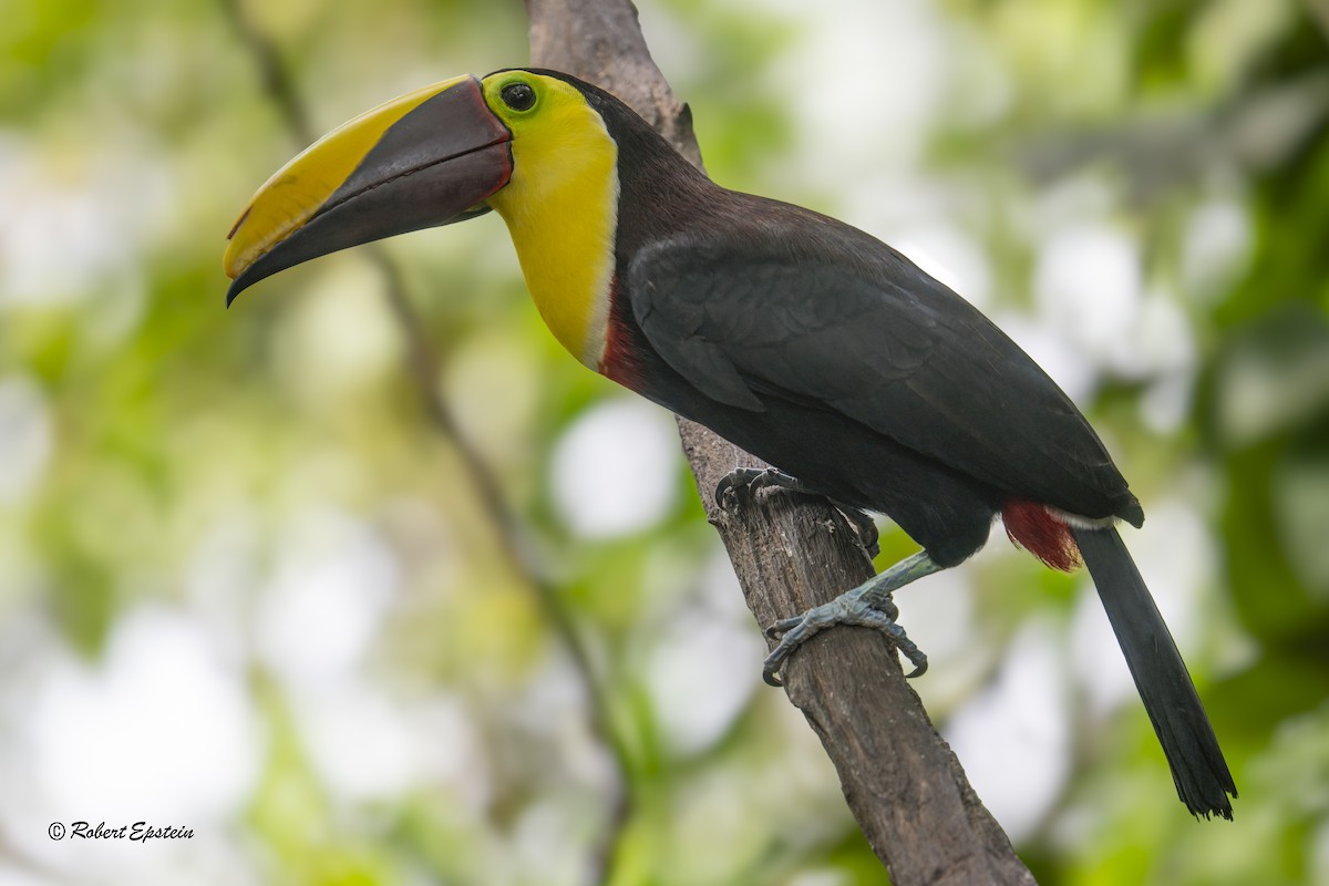 Yellow-throated Toucan - ML638861327