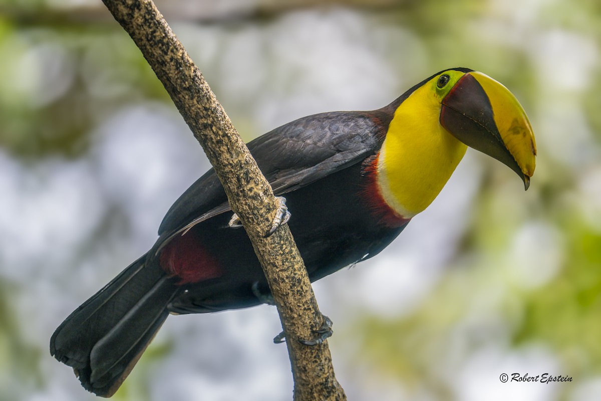 Yellow-throated Toucan - ML638861328