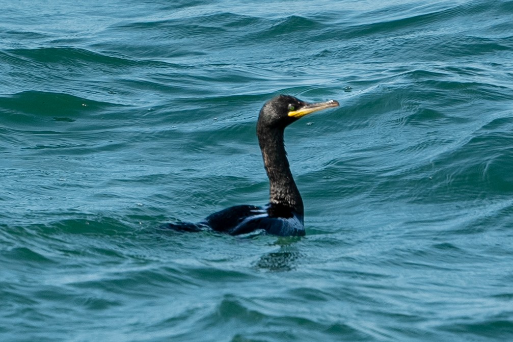 European Shag - ML638861369