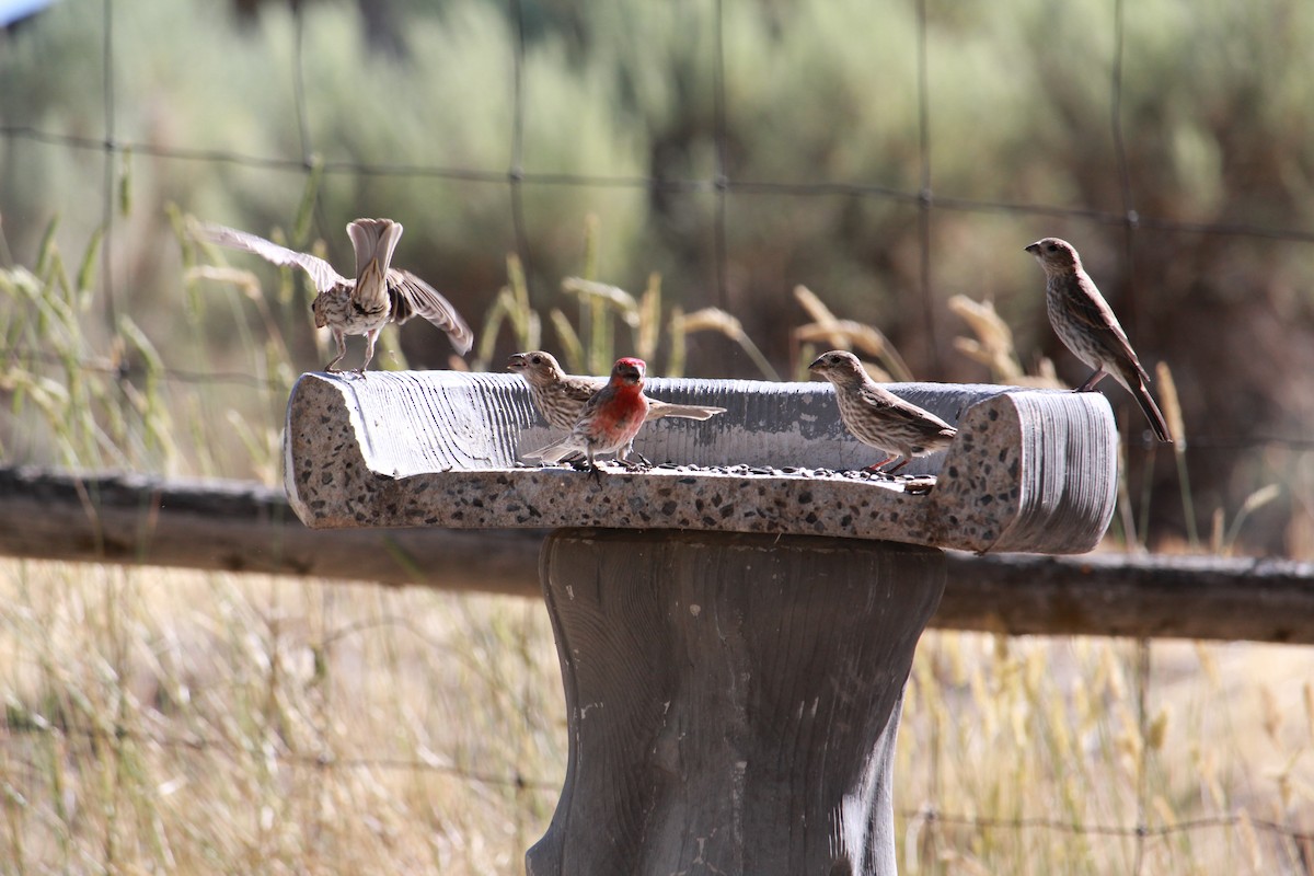 Roselin familier - ML638861389