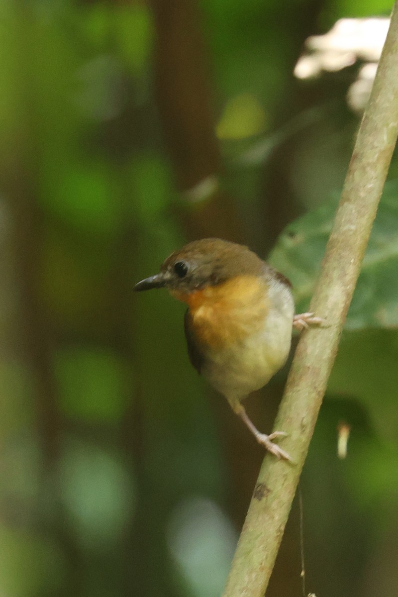 Orange-breasted Forest Robin - ML638861482