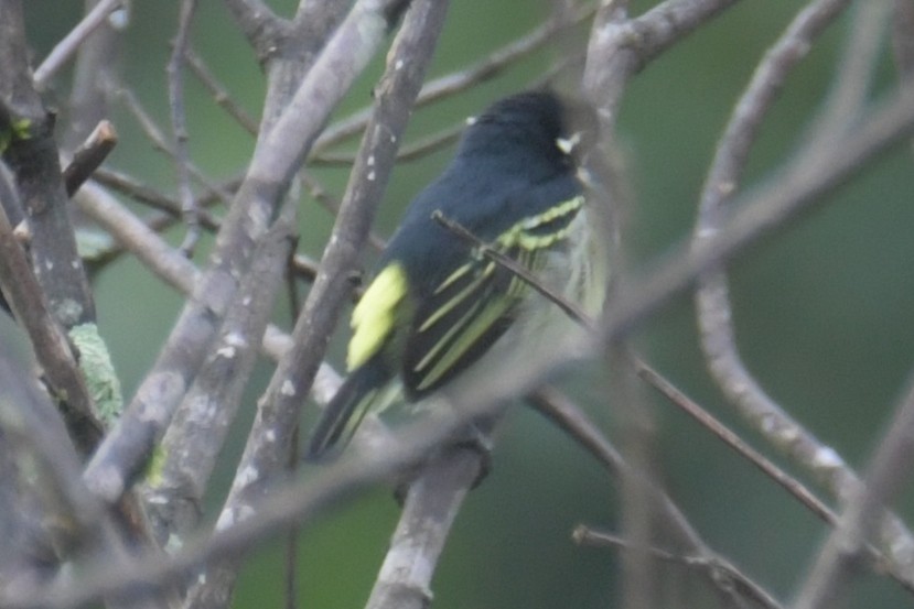 Yellow-rumped Tinkerbird - ML638861563