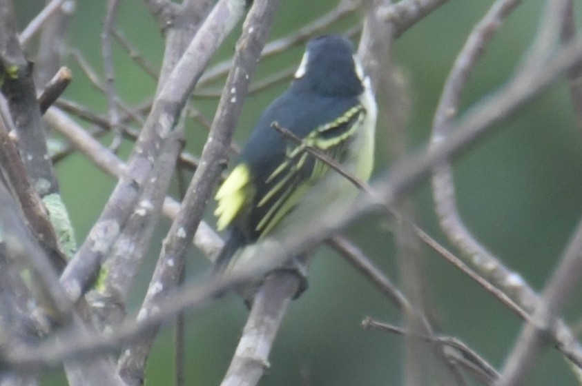 Yellow-rumped Tinkerbird - ML638861564