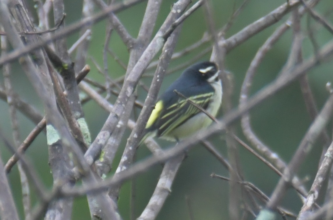 Yellow-rumped Tinkerbird - ML638861565