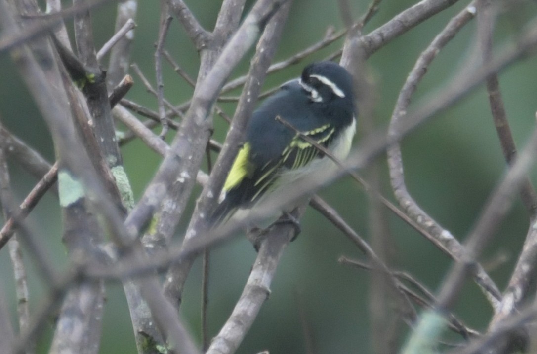 Yellow-rumped Tinkerbird - ML638861566
