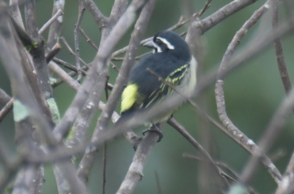 Yellow-rumped Tinkerbird - ML638861567