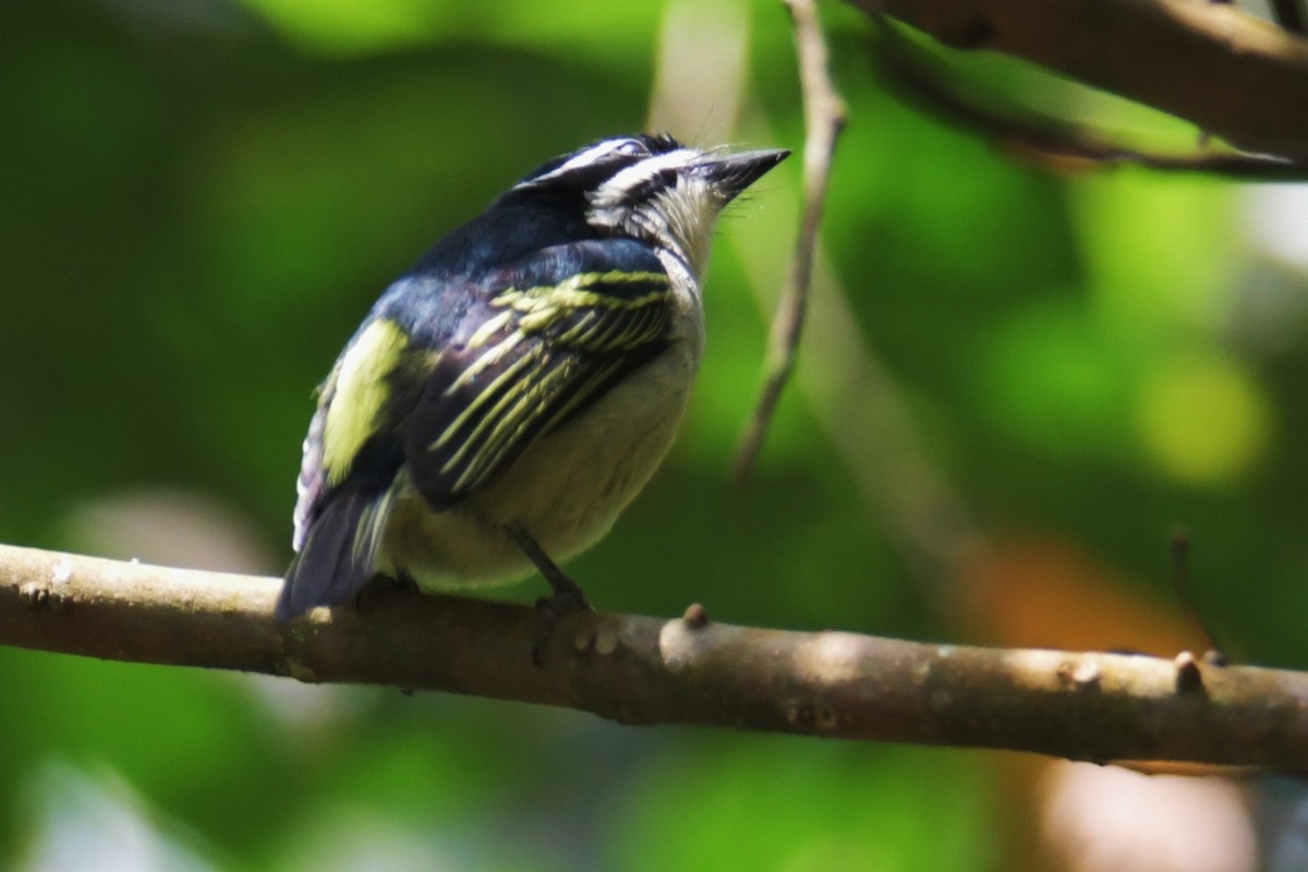 Yellow-rumped Tinkerbird - ML638861569