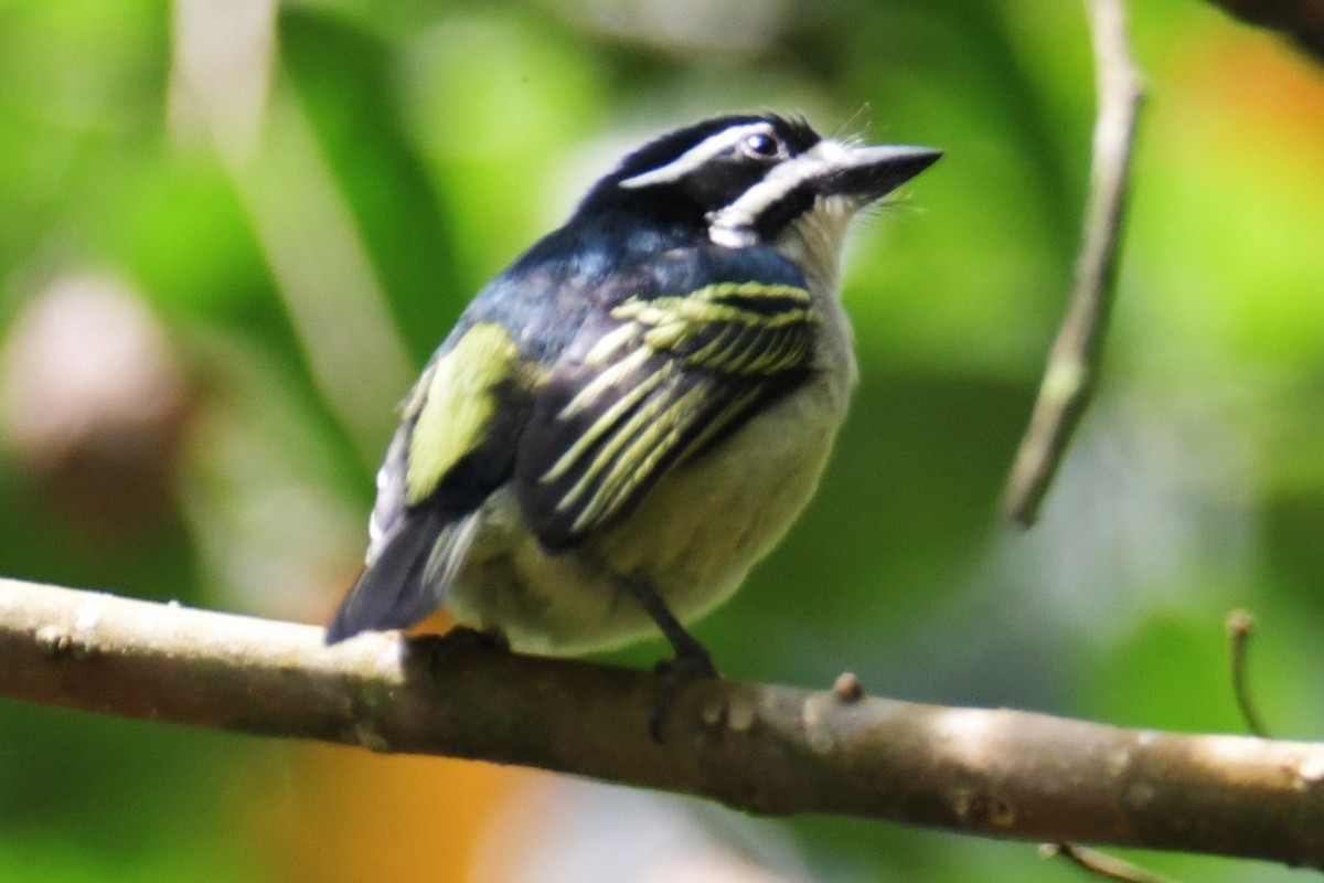 Yellow-rumped Tinkerbird - ML638861570