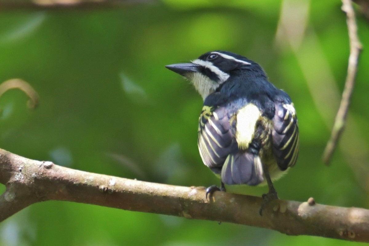 Yellow-rumped Tinkerbird - ML638861571