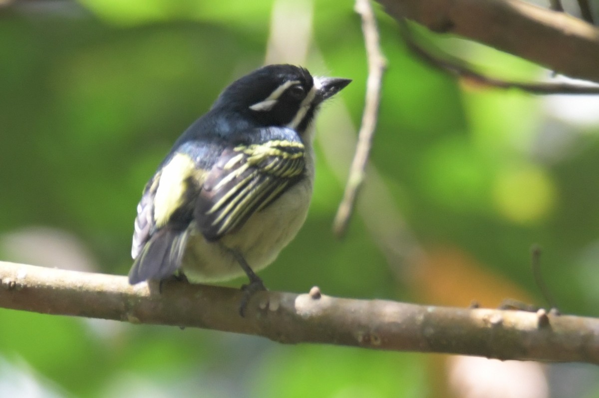 Yellow-rumped Tinkerbird - ML638861573