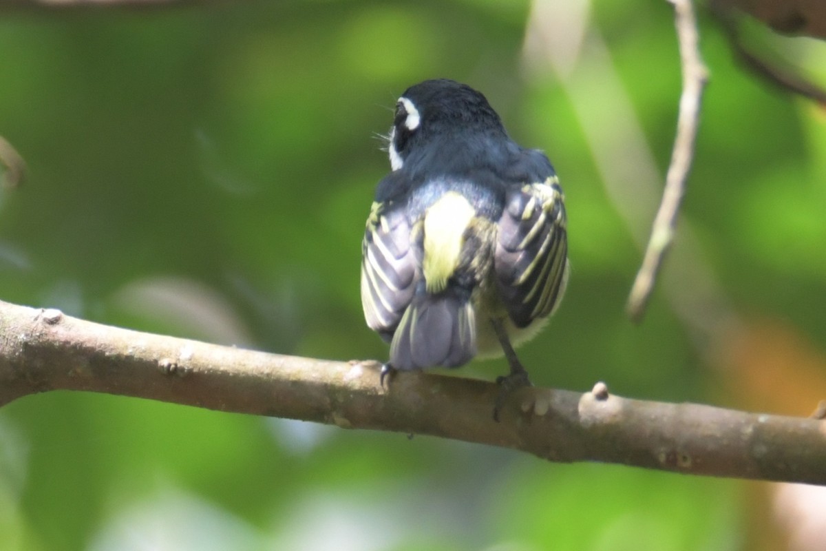 Yellow-rumped Tinkerbird - ML638861574