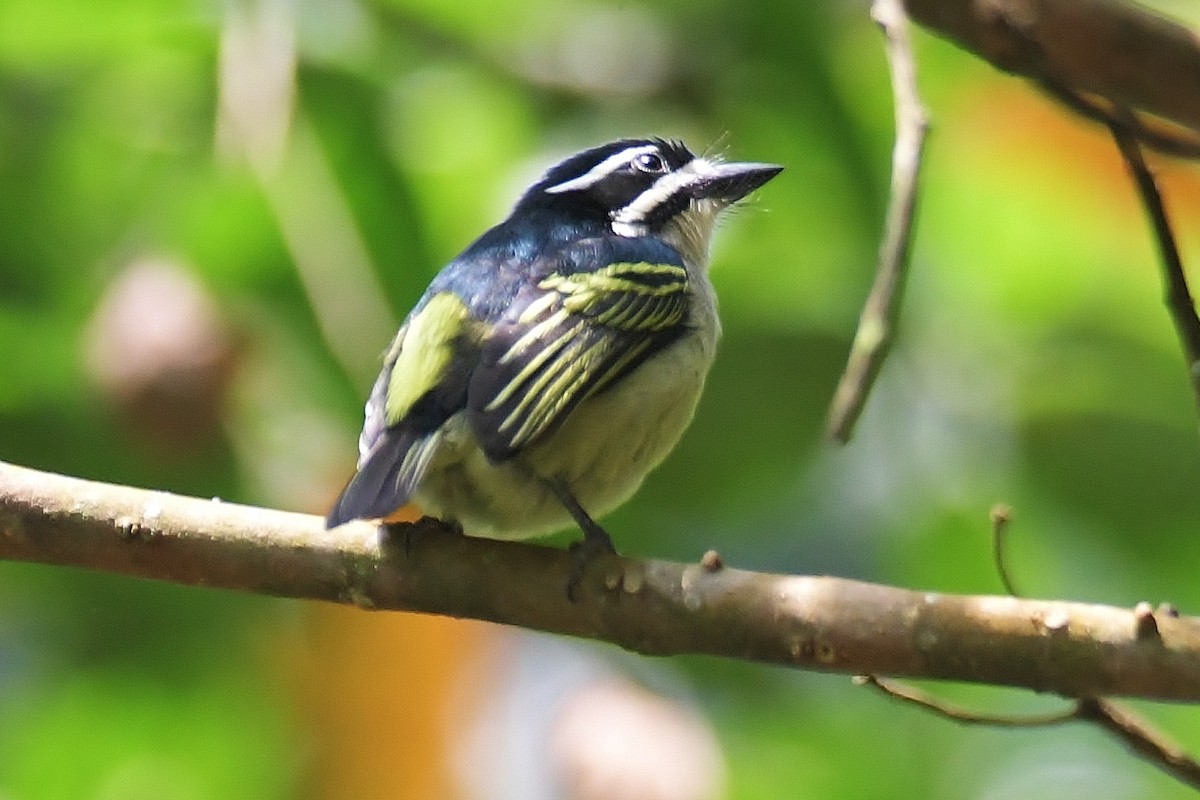 Yellow-rumped Tinkerbird - ML638861575