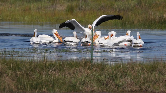 American White Pelican - ML638861609