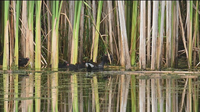 Common Gallinule - ML638861664