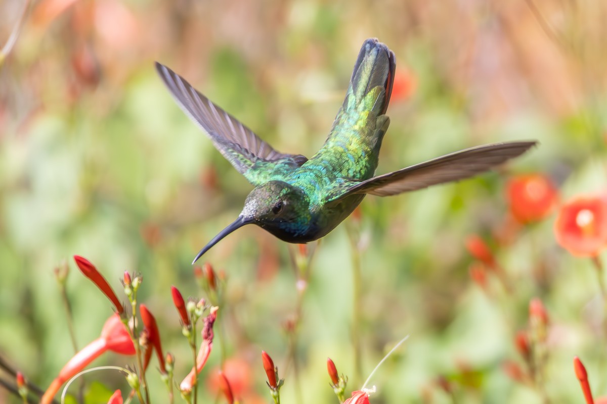 Black-throated Mango - ML638861812