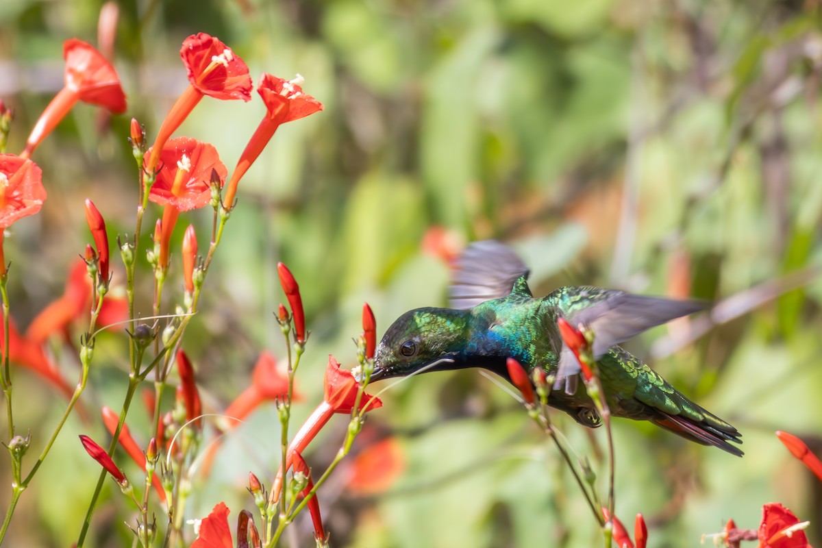 Black-throated Mango - ML638861813