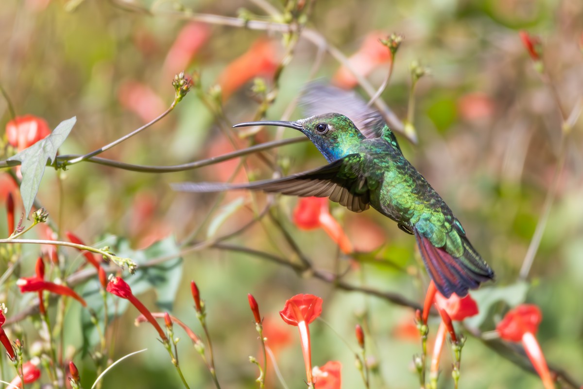 Black-throated Mango - ML638861814
