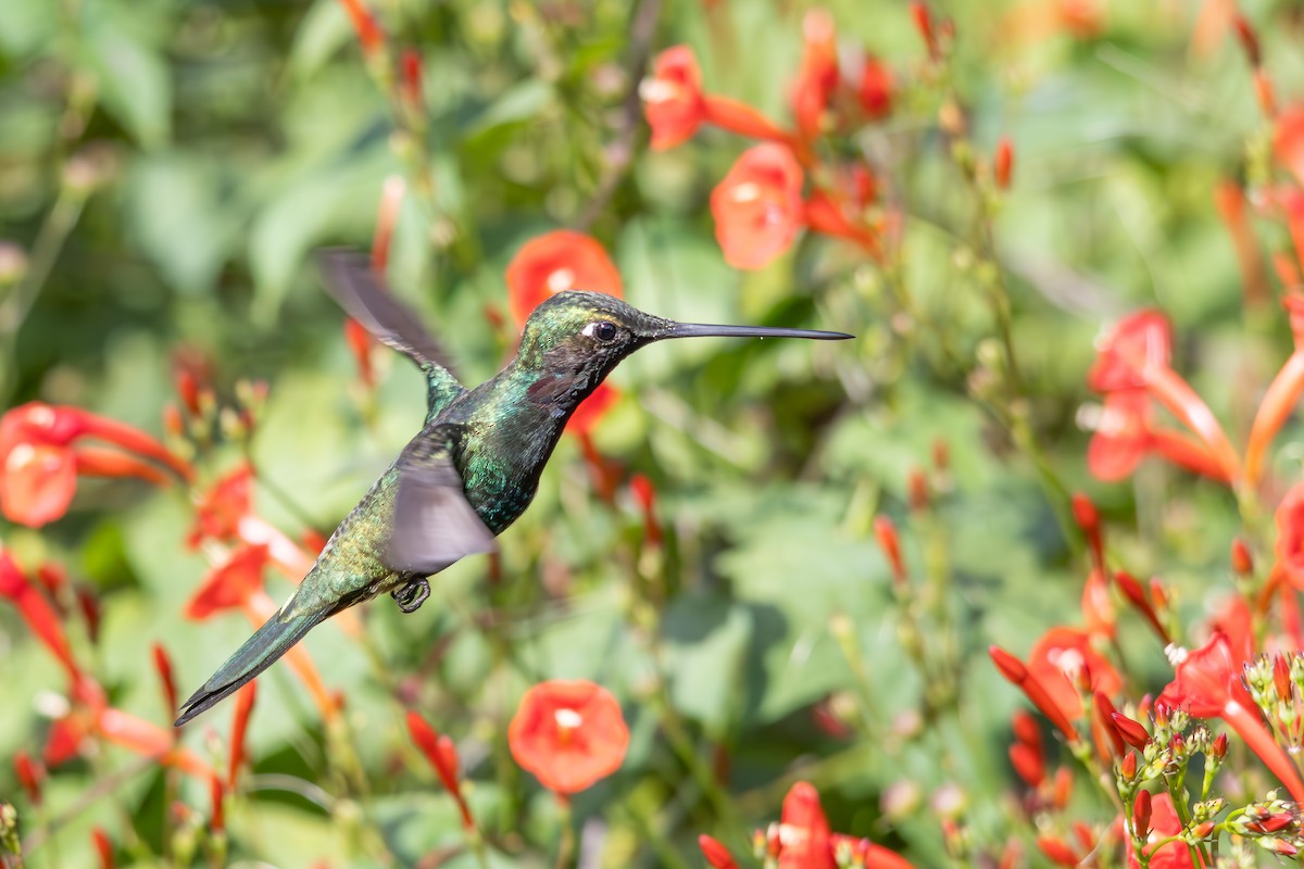 Stripe-breasted Starthroat - ML638861822