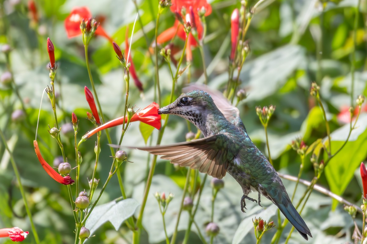 Stripe-breasted Starthroat - ML638861823