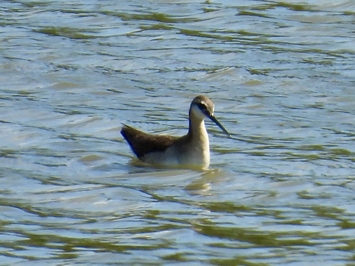 Wilson's Phalarope - ML638861908