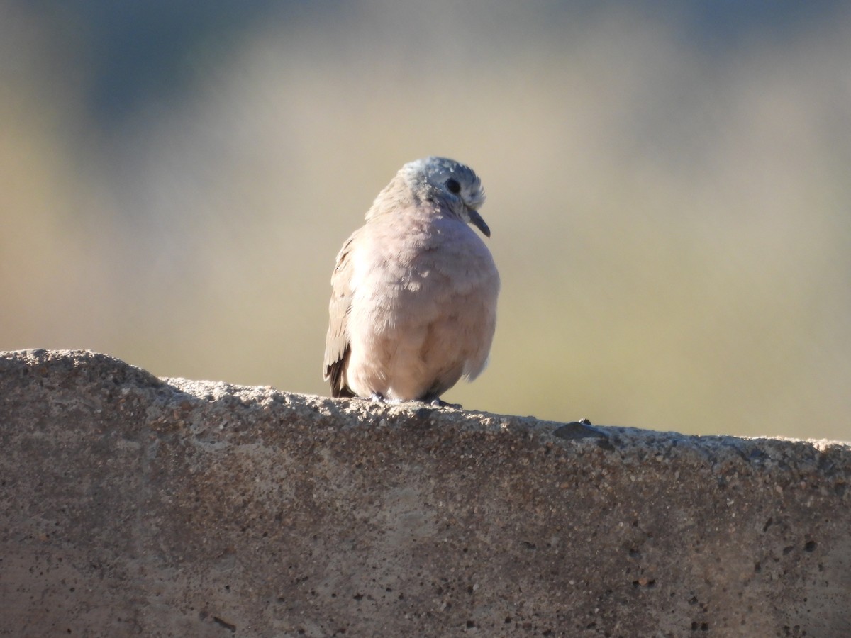 Emerald-spotted Wood-Dove - ML638861938