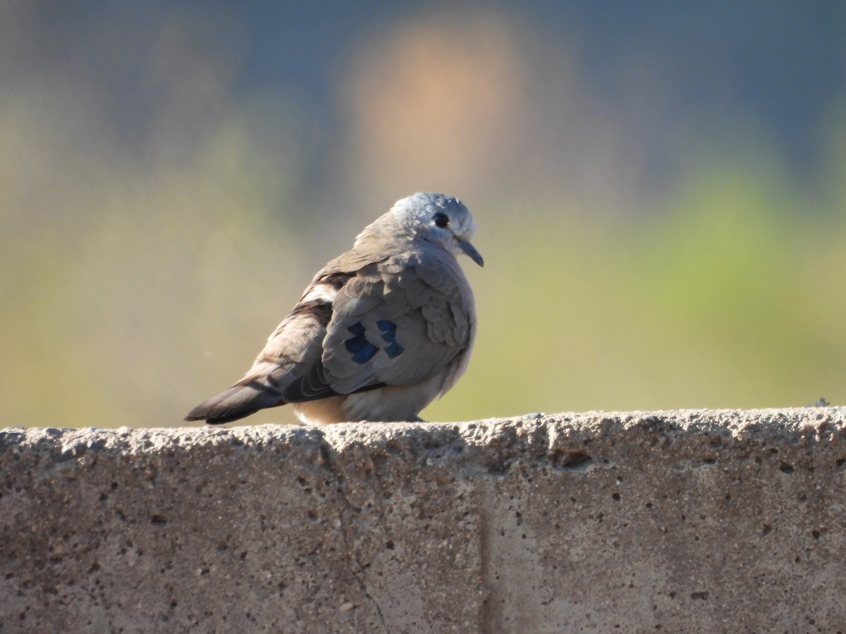 Emerald-spotted Wood-Dove - ML638861949