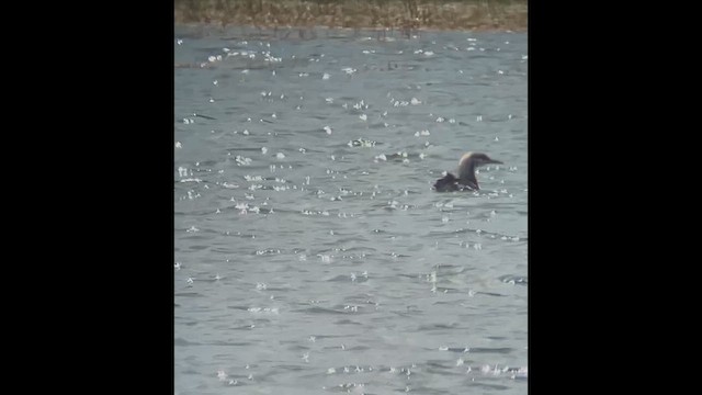 Pacific Loon - ML638862030