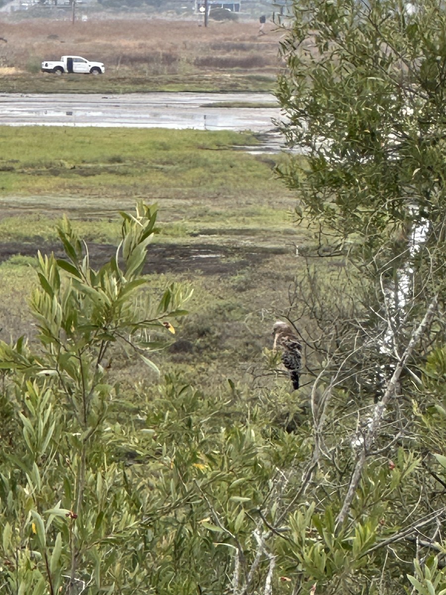 Red-shouldered Hawk (elegans) - ML638862034