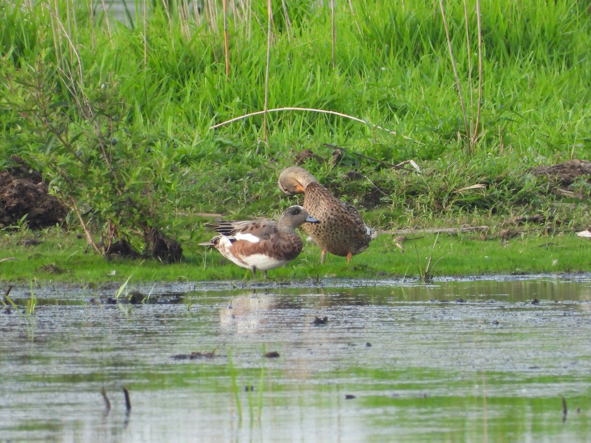 American Wigeon - ML638862062