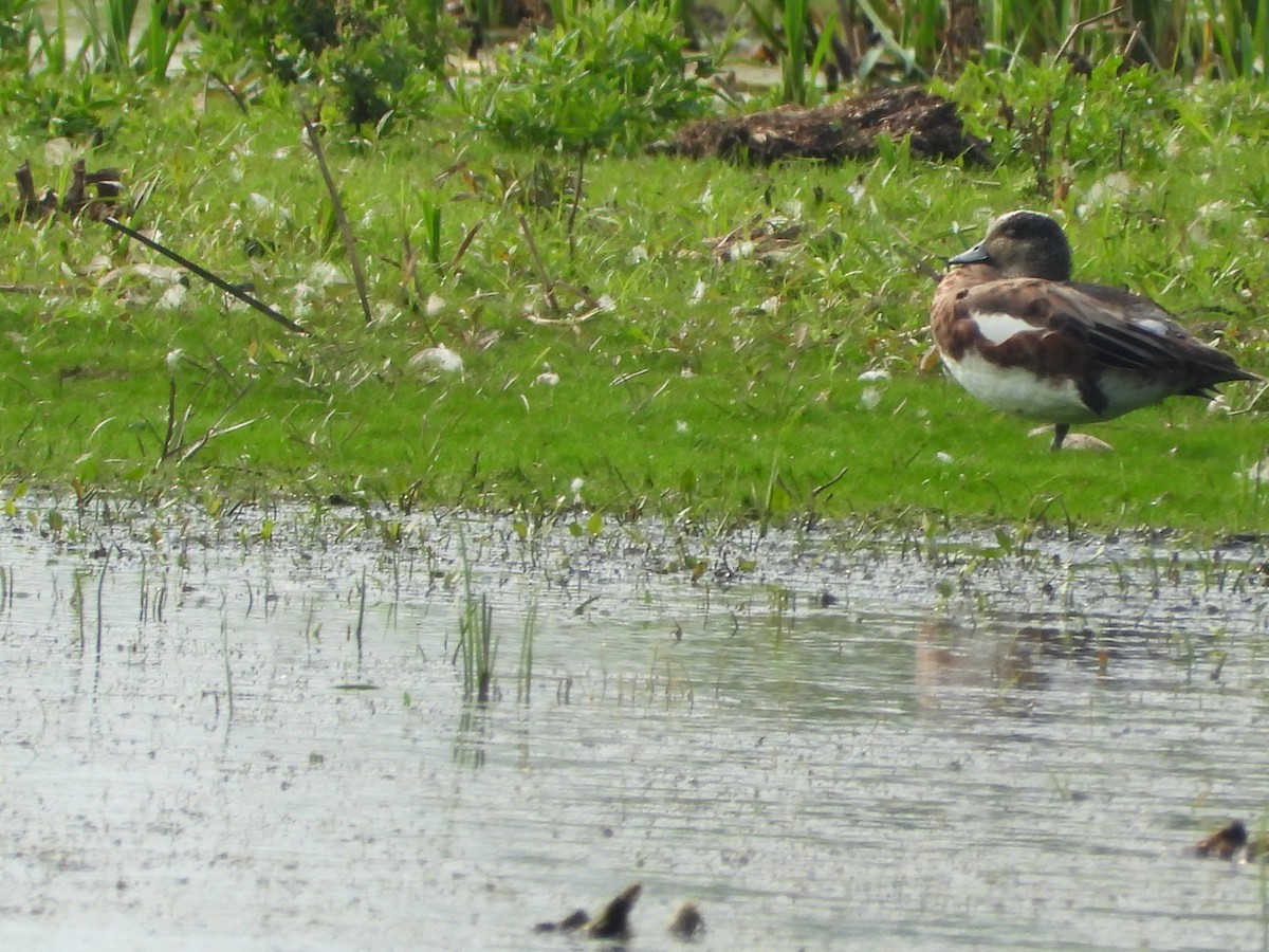 American Wigeon - ML638862063