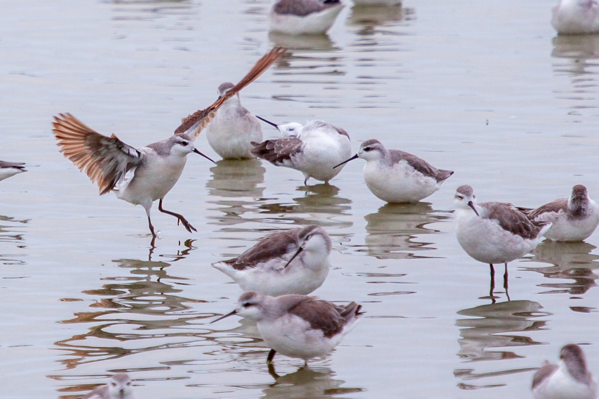 Wilson's Phalarope - ML638862087