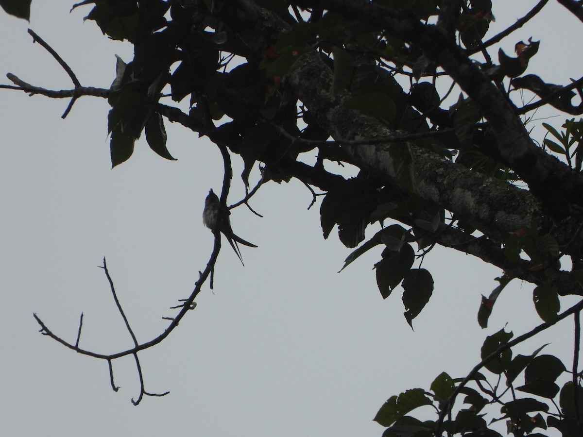 Crested Treeswift - ML638862098