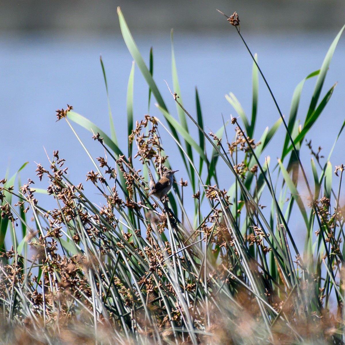 Marsh Wren - ML638862103