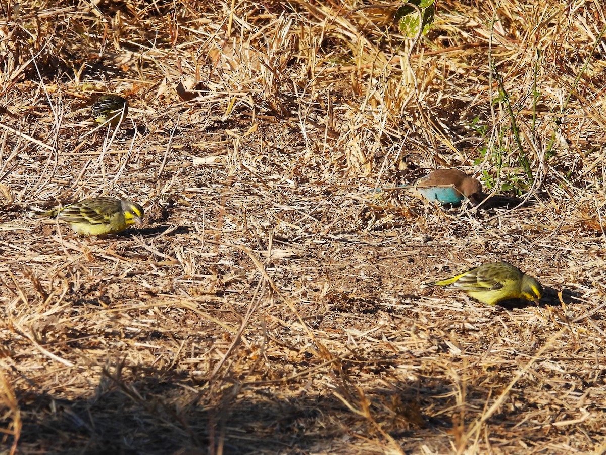 Yellow-fronted Canary - ML638862107