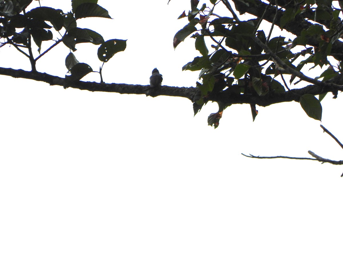 Crested Treeswift - ML638862108