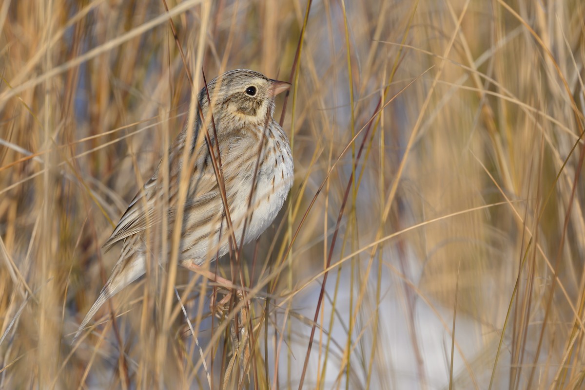 Savannah Sparrow (Ipswich) - Stephen Davies