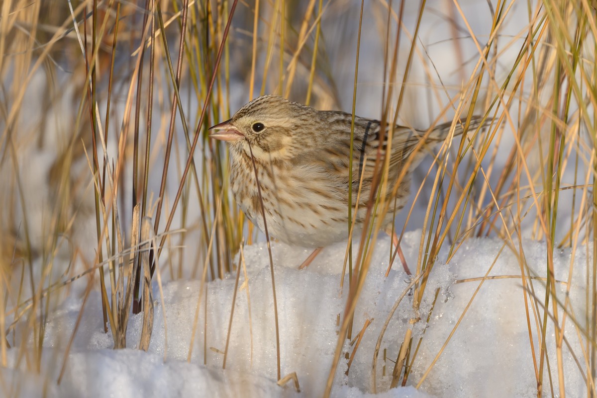 Savannah Sparrow (Ipswich) - Stephen Davies